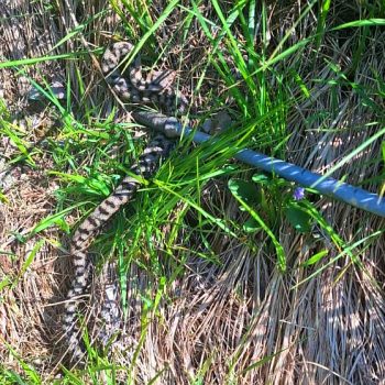 VIPERA!  Gita sociale a Punta Imperatoria (Valle di Viù), 24/05/2026. (Foto di Marco Mantoan).